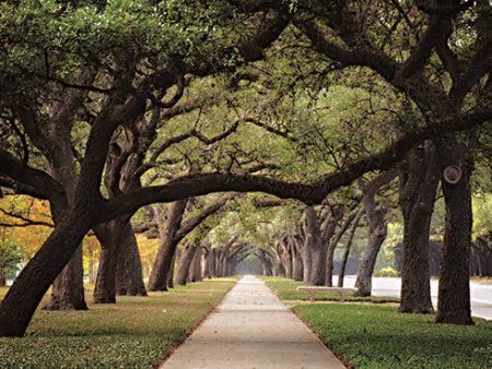 MPP754 - Alley of Live Oaks - 18x12 Online