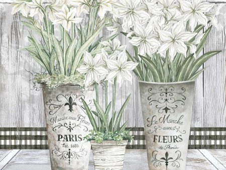 CIN2680 - Amaryllis Multi Pots - 12x12 Supply